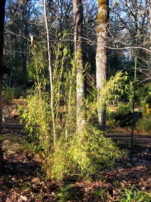 Catalog | Explore Bamboo Options Today — Tradewinds Bamboo Nursery